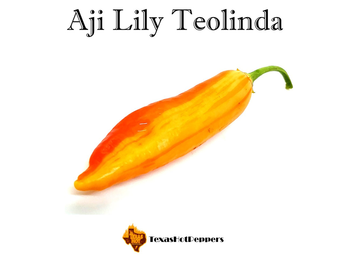 Aji Lily Teolinda – Texas Hot Peppers