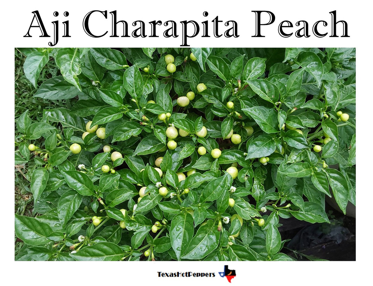 Aji Charapita Peach – Texas Hot Peppers