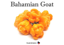 Load image into Gallery viewer, Bahamian Goat