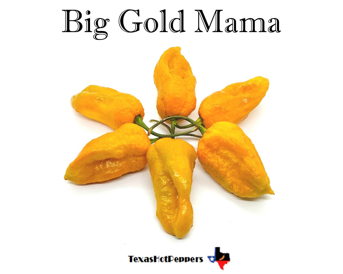 Big Mama Gold – Texas Hot Peppers