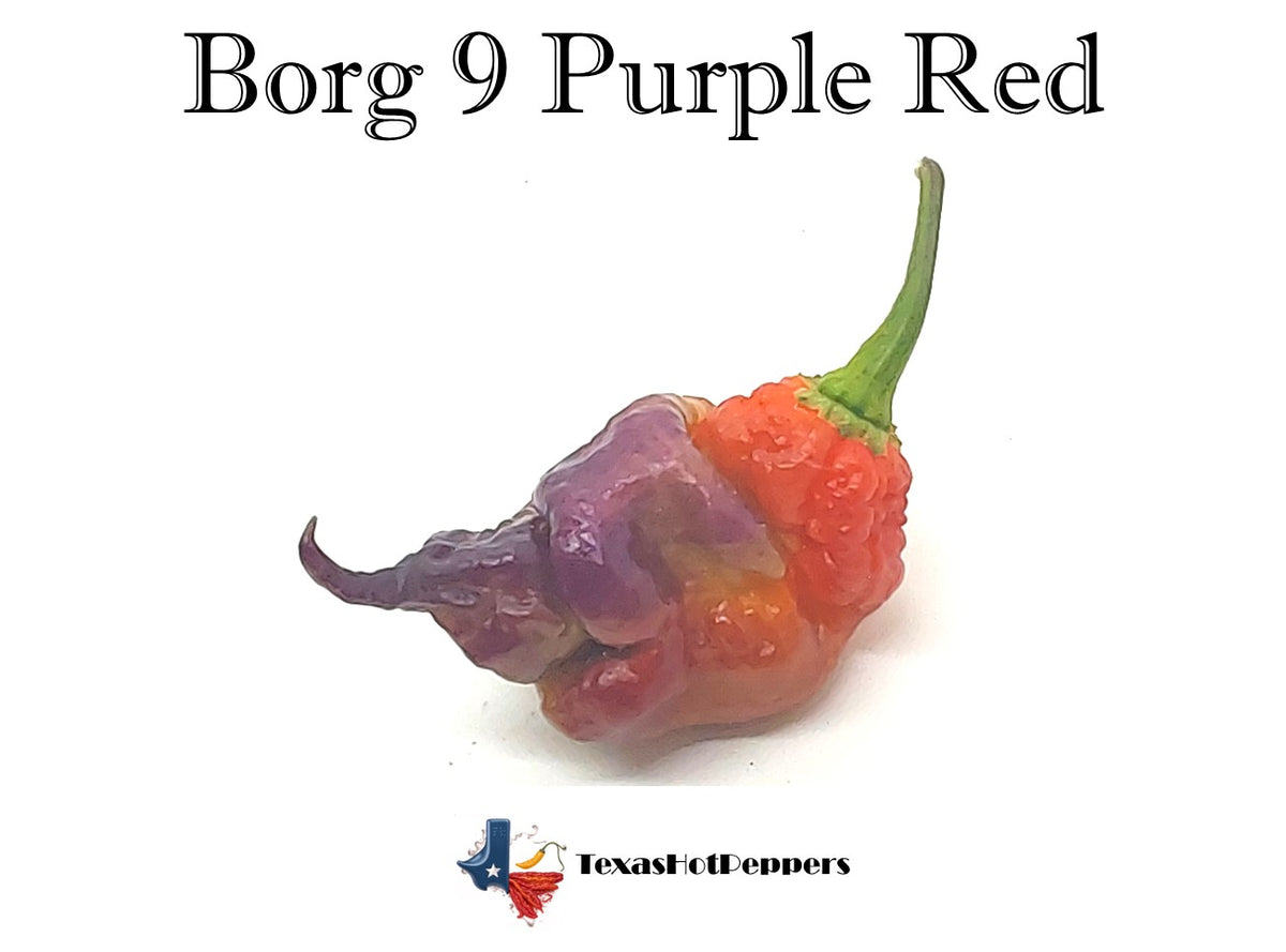 レッドペッパー Borg 9 Purple Red – Texas Hot Peppers