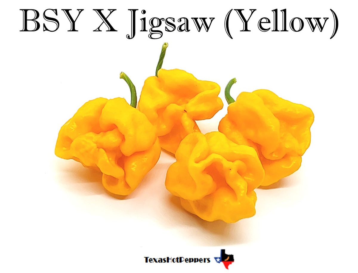 BSY X Jigsaw Yellow – Texas Hot Peppers