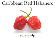 Load image into Gallery viewer, Habanero Seed Collection - 10 Different Varieties