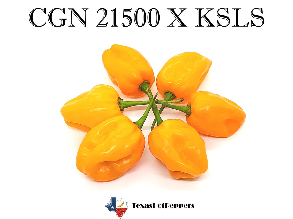 CGN 21500 X KS Lemon Starrburst – Texas Hot Peppers