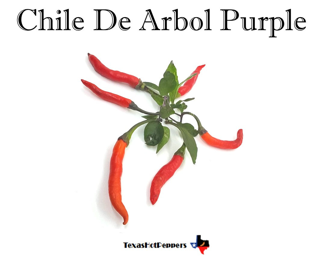 Chile De Arbol Purple Texas Hot Peppers
