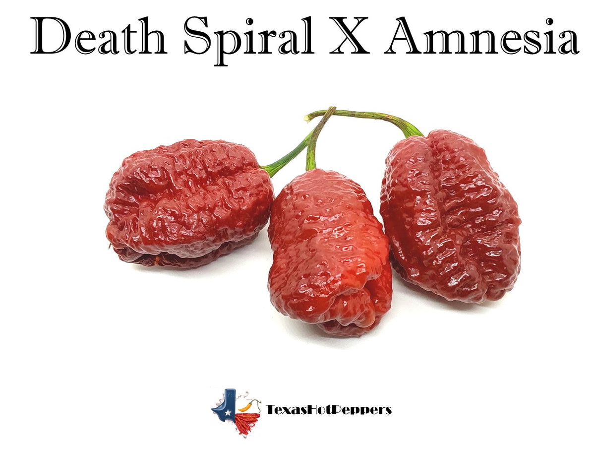 DeathSpiralXAmnesia3pSite2024_