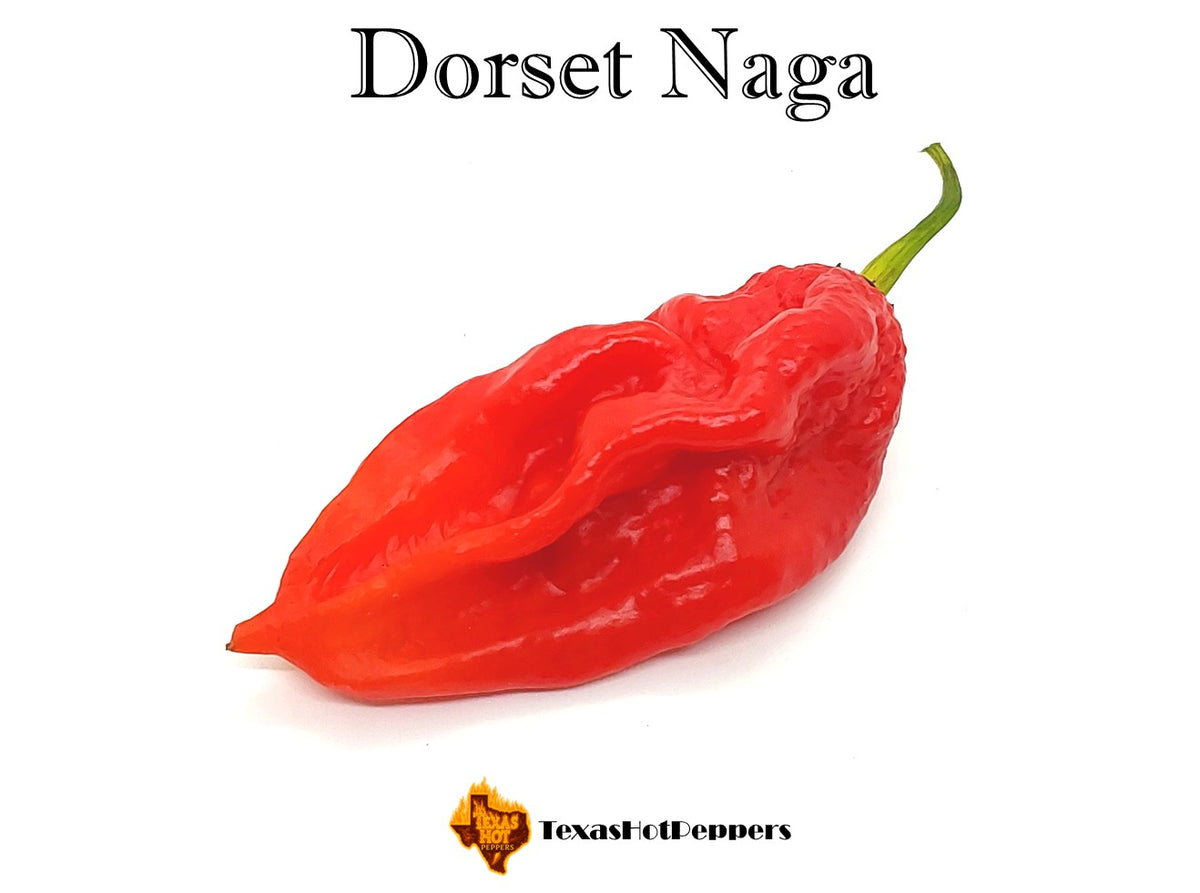 Dorset Naga – Texas Hot Peppers