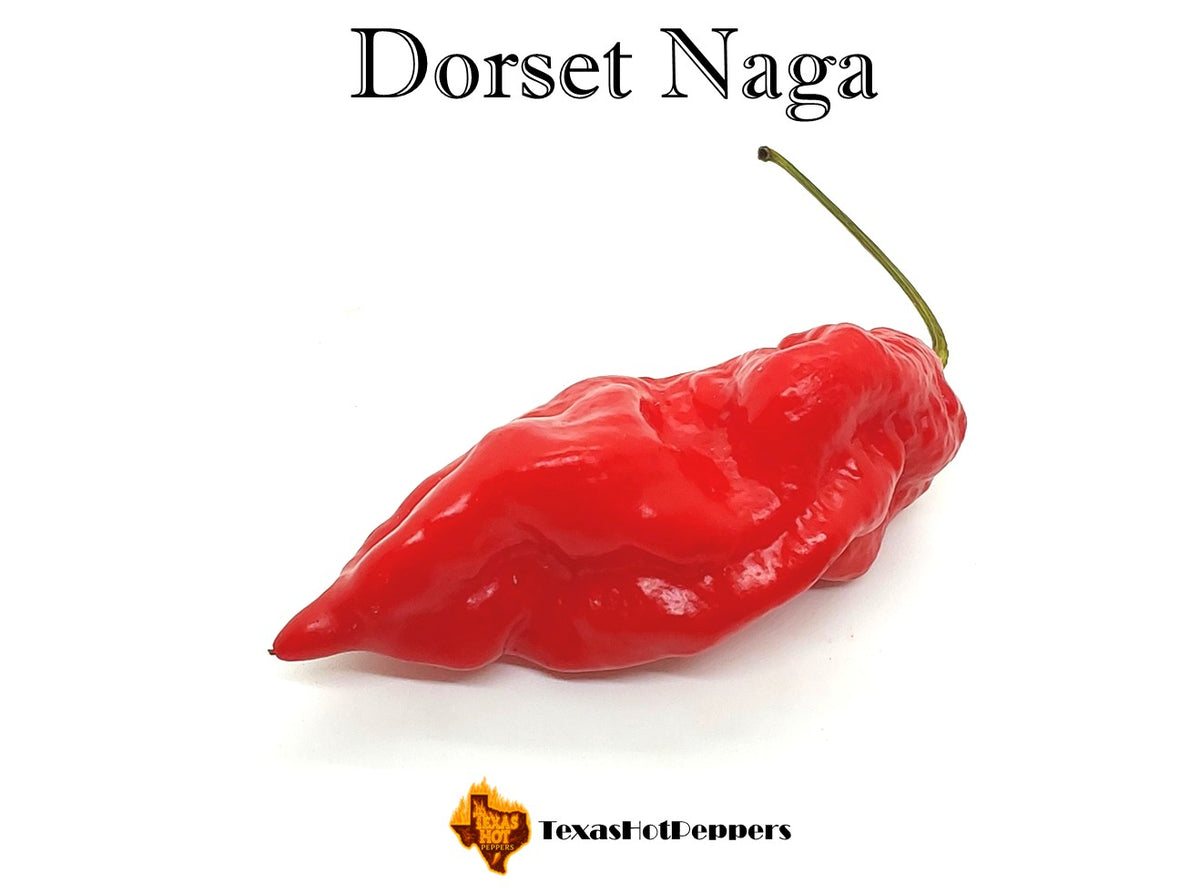 Dorset Naga – Texas Hot Peppers