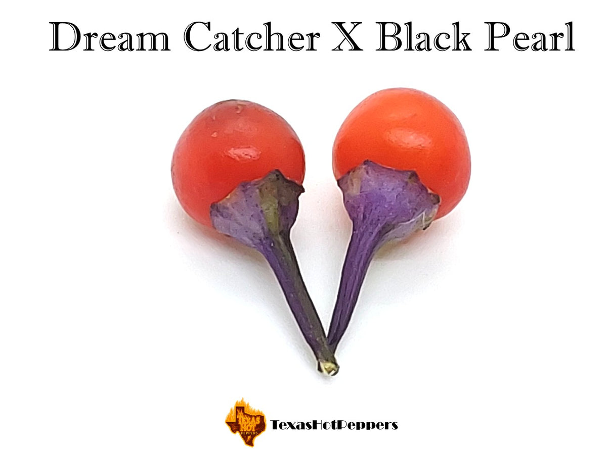 Dream Catcher X Black Pearl – Texas Hot Peppers