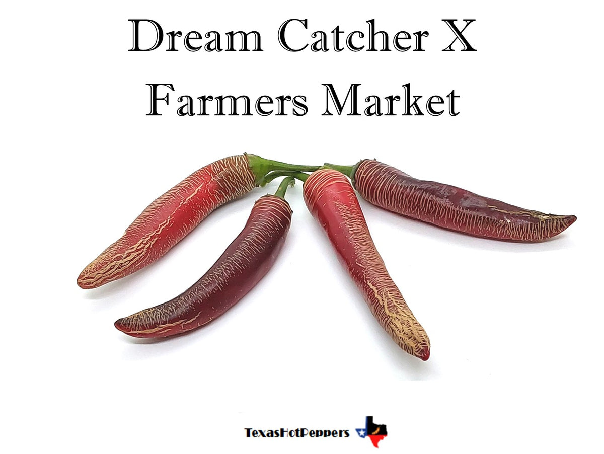 Dream Catcher X Farmers Market Jalapeno – Texas Hot Peppers