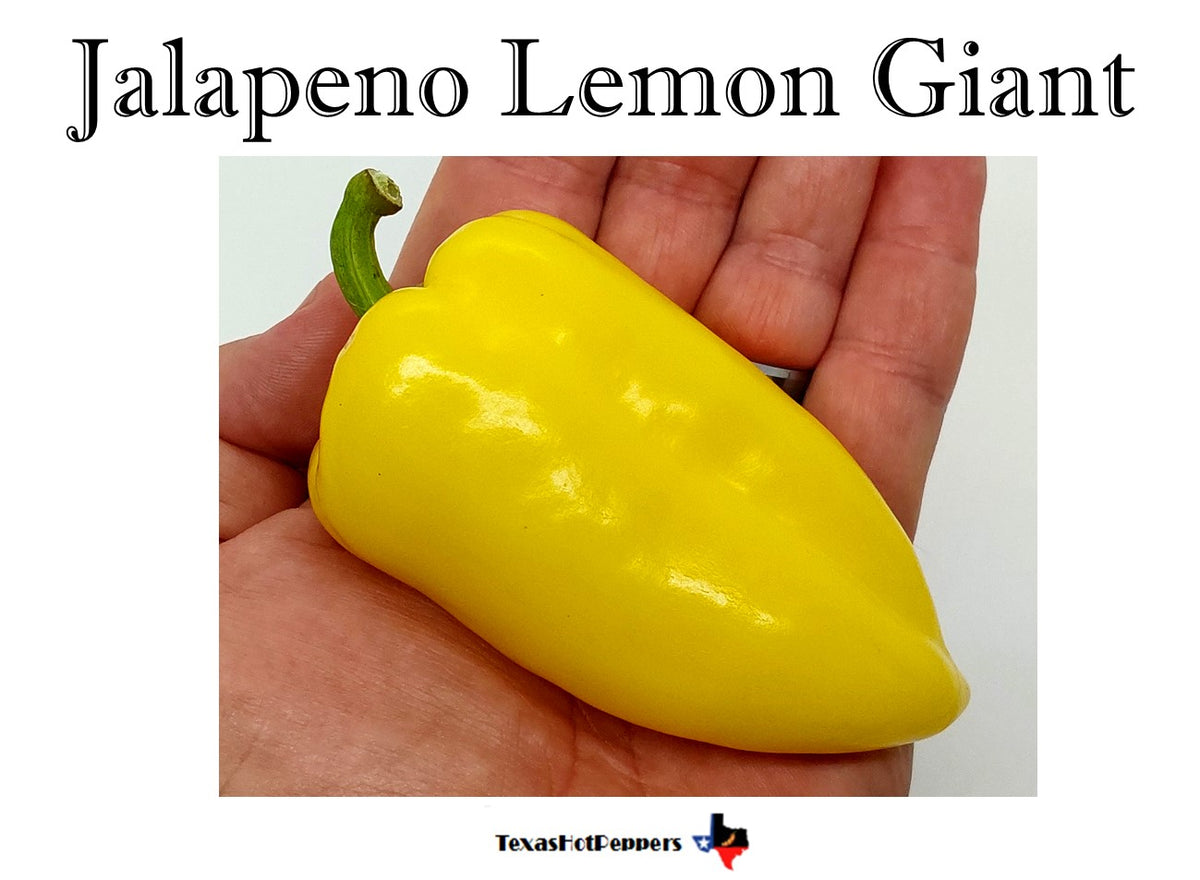 Jalapeno Lemon Giant – Texas Hot Peppers