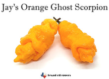 Load image into Gallery viewer, Jay's Orange Ghost Scorpion
