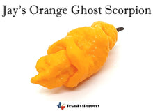 Load image into Gallery viewer, Jay's Orange Ghost Scorpion