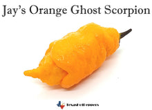 Load image into Gallery viewer, Jay's Orange Ghost Scorpion