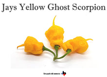 Load image into Gallery viewer, Jays Yellow Ghost Scorpion