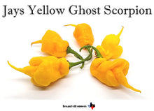 Load image into Gallery viewer, Jays Yellow Ghost Scorpion