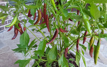 Load image into Gallery viewer, KS Linzo Chocolate