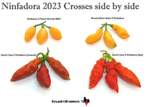 Load image into Gallery viewer, Devils Claw X Ninfadora (Red)