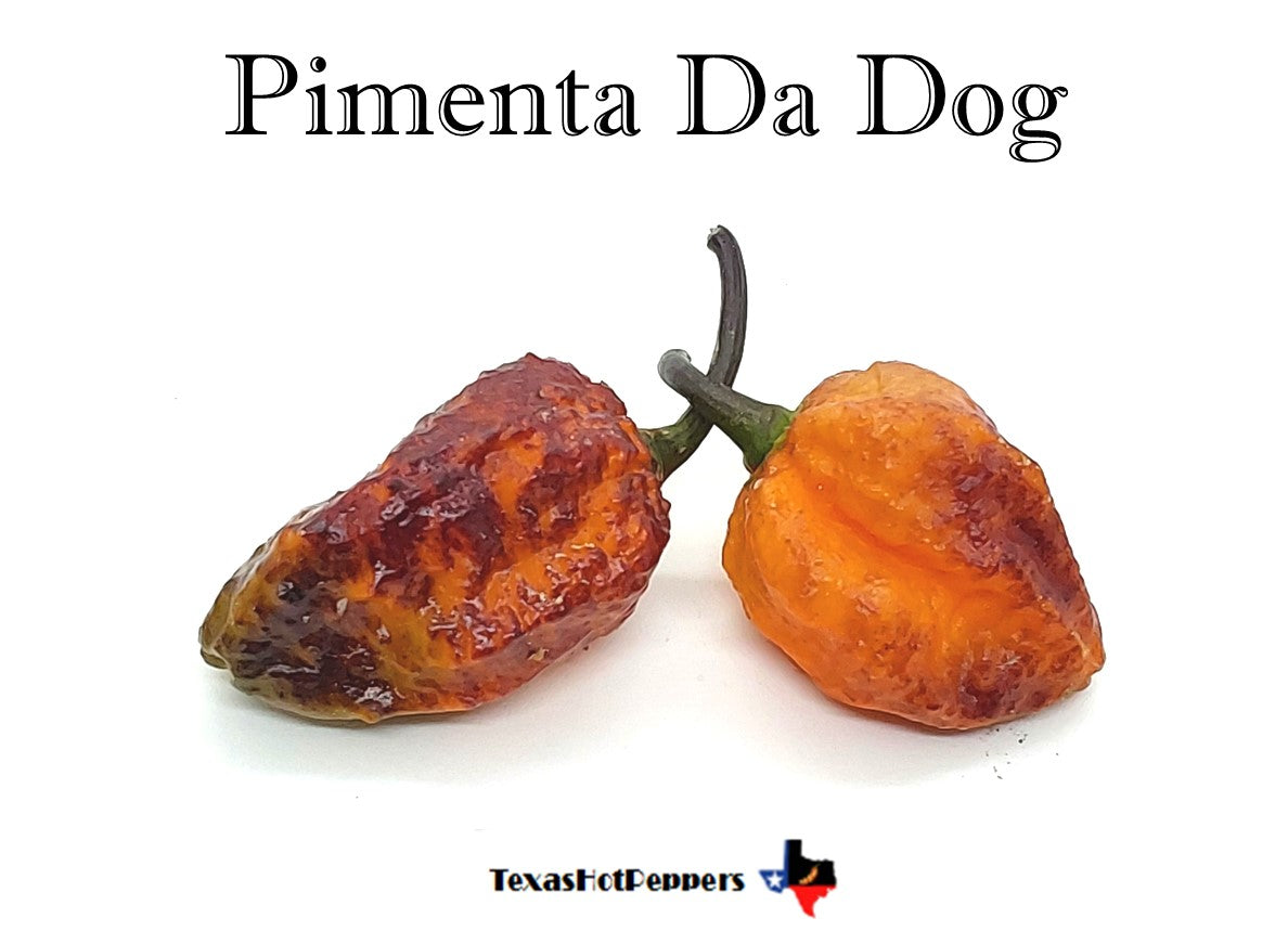 Semi Di Peperoncino Pimenta Da Dog – Varietà Rara E Molto Piccante (Capsicum) - Foto 6
