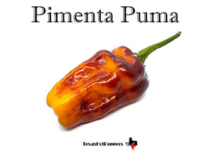 Pimenta Puma
