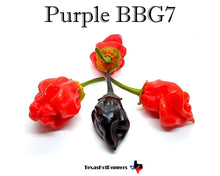 Load image into Gallery viewer, Purple BBG7