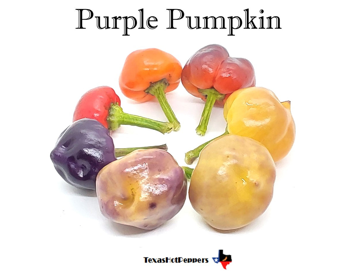 Purple Pumpkin – Texas Hot Peppers