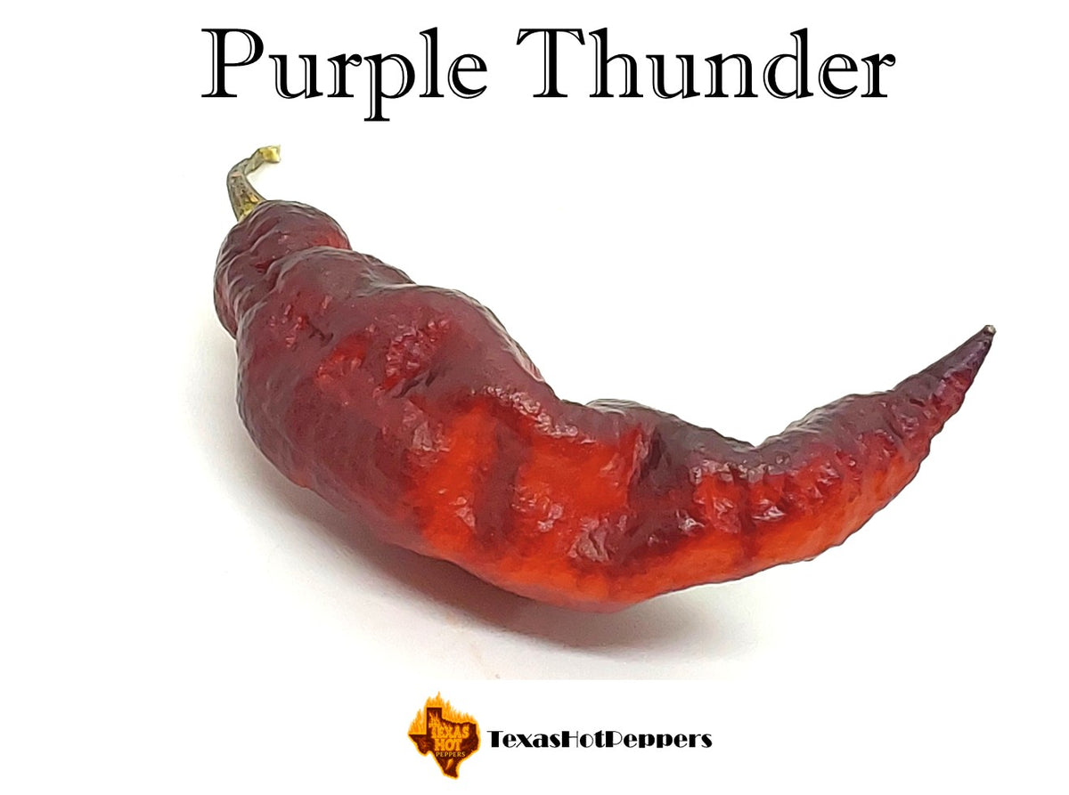 Purple Thunder – Texas Hot Peppers