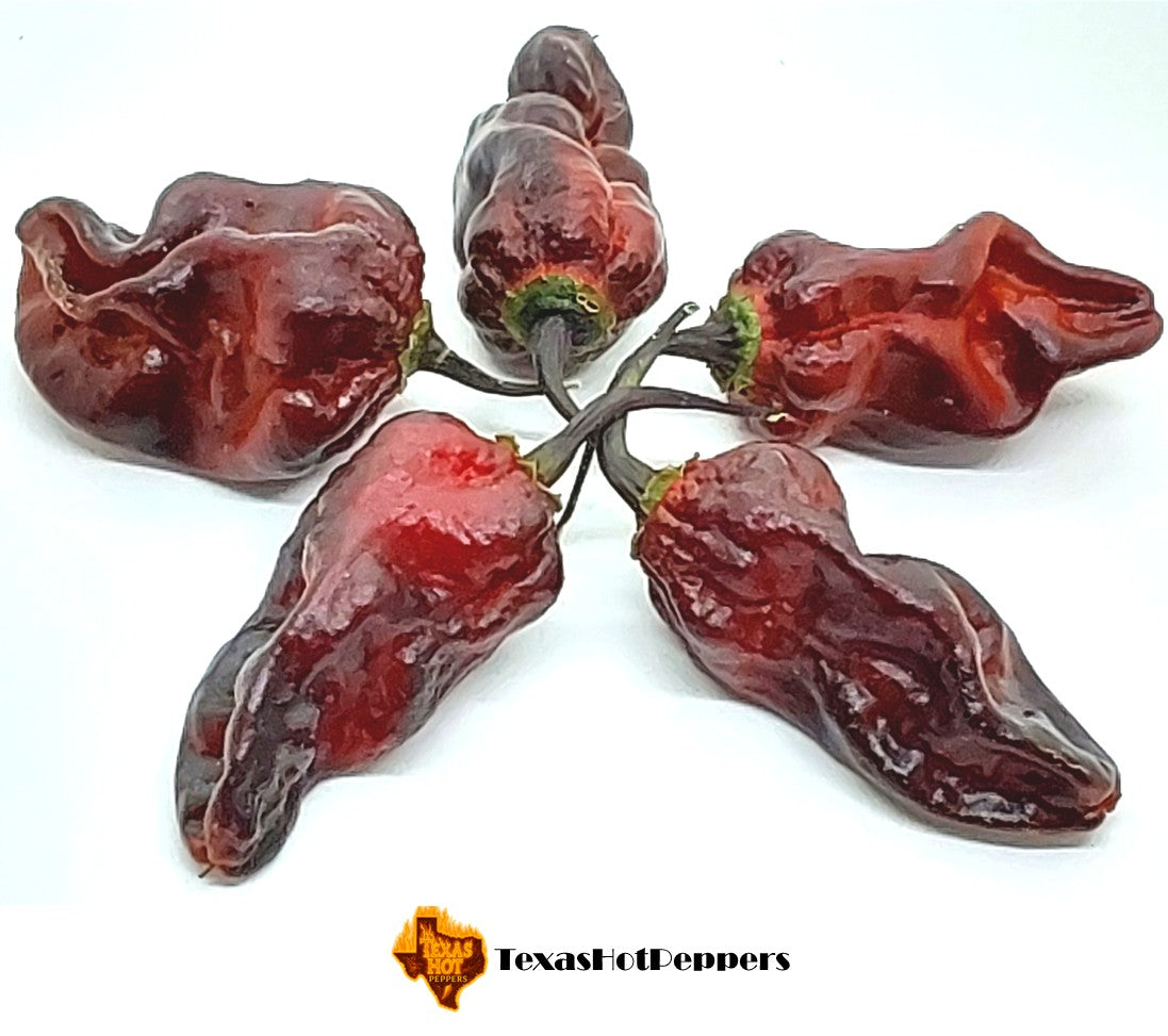 Reaper X SRTSL Choco – Texas Hot Peppers