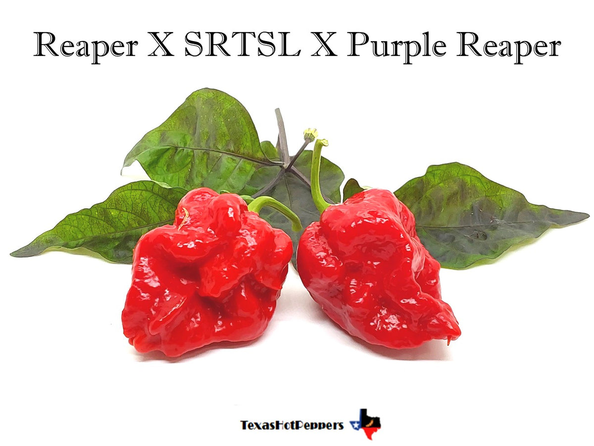 スカーレット ReaperXSRTSLXPurpleReaperSite3