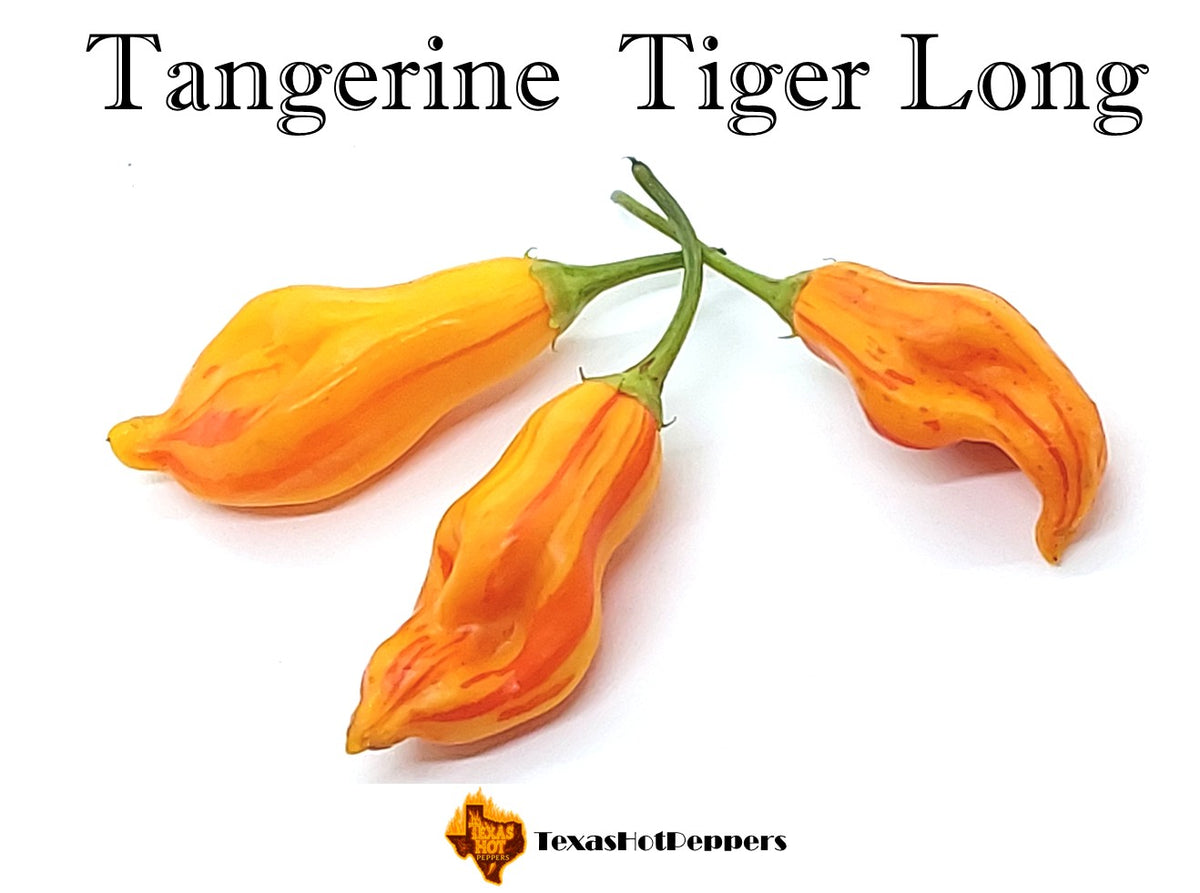 Tangerine Tiger – Texas Hot Peppers