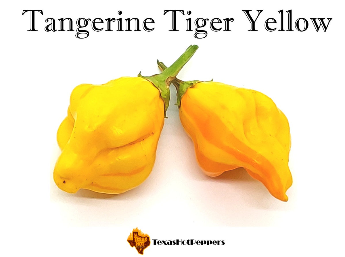 Tangerine Tiger Yellow – Texas Hot Peppers