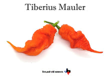 Load image into Gallery viewer, Tiberius Mauler