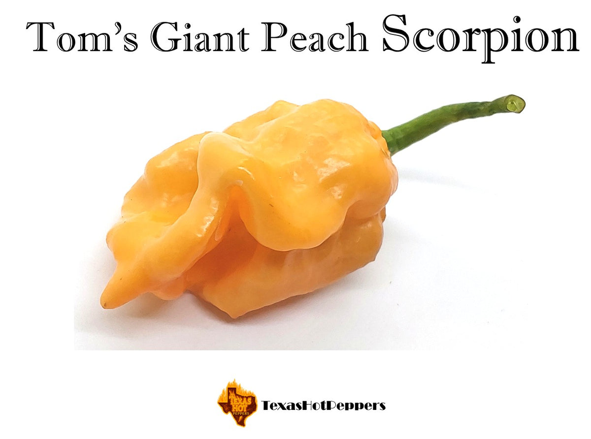 Tom's Giant Peach Scorpion – Texas Hot Peppers