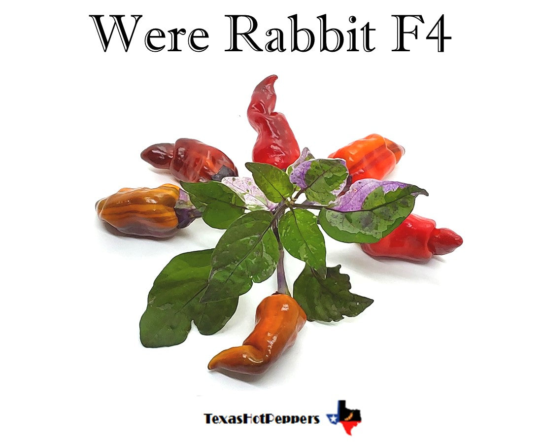 Were Rabbit F4 – Texas Hot Peppers