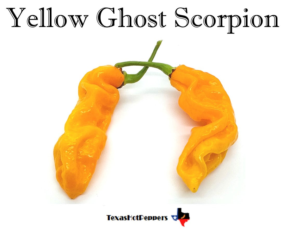 Yellow Ghost Scorpion Texas Hot Peppers