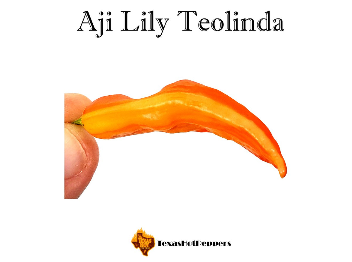Aji Lily Teolinda – Texas Hot Peppers