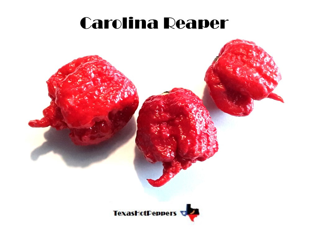 Mustard Carolina Reaper - Seeds