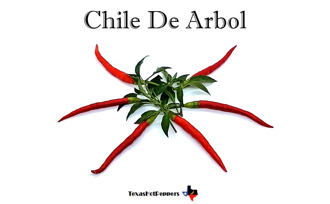 Chile De Arbol Texas Hot Peppers