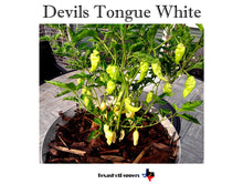 Load image into Gallery viewer, Devils Tongue White