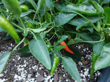 Load image into Gallery viewer, Fifi Tabasco Orange