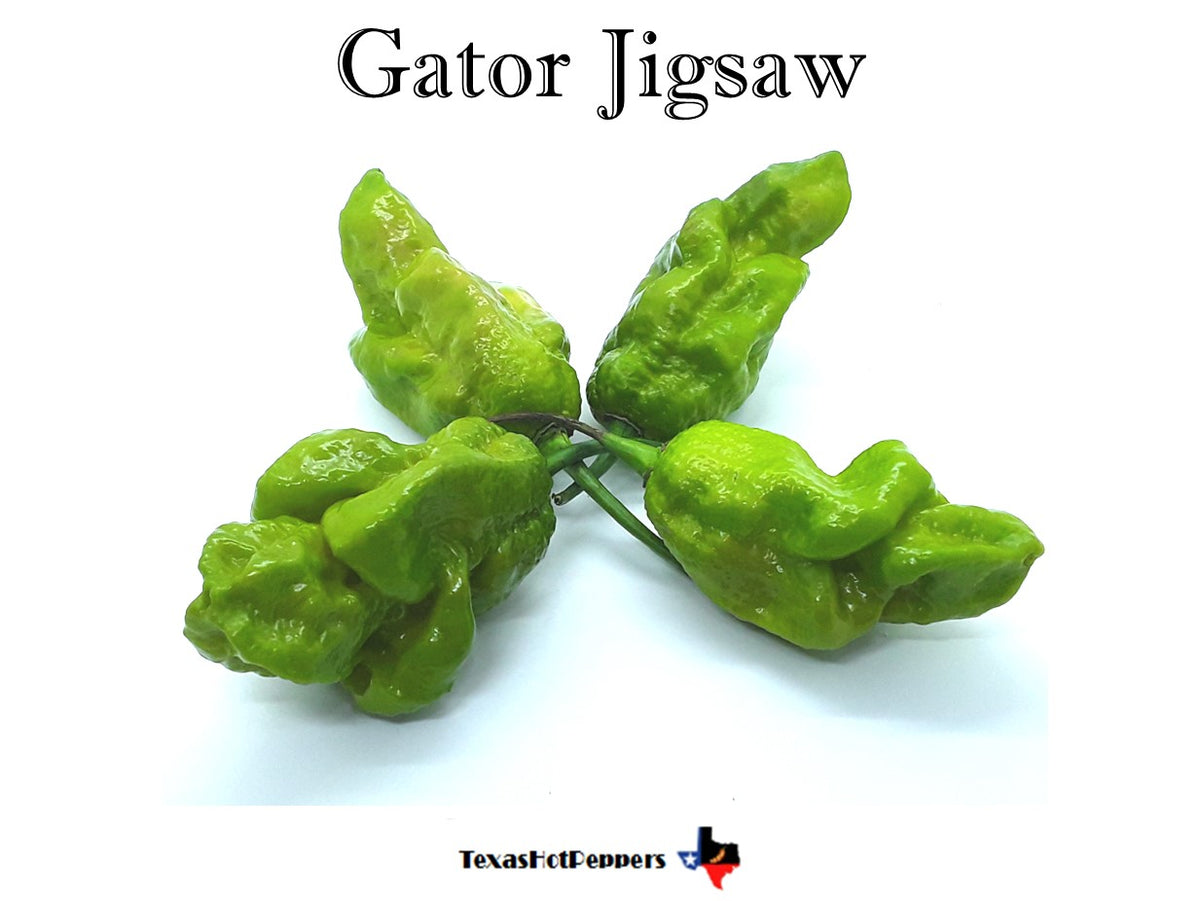 Gator Jigsaw Pepper Seeds 10 EXPÉDITION GRATUITE -  Canada