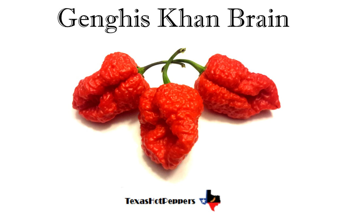 Genghis Khan Brain Texas Hot Peppers