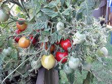 Load image into Gallery viewer, Tomato Seeds - Varieties D-N