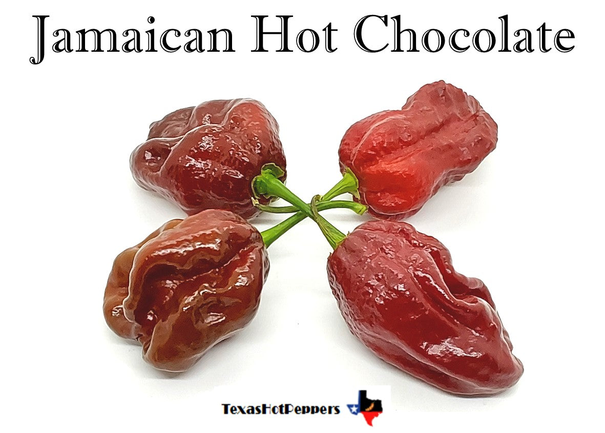 Jamaican Hot Chocolate Texas Hot Peppers