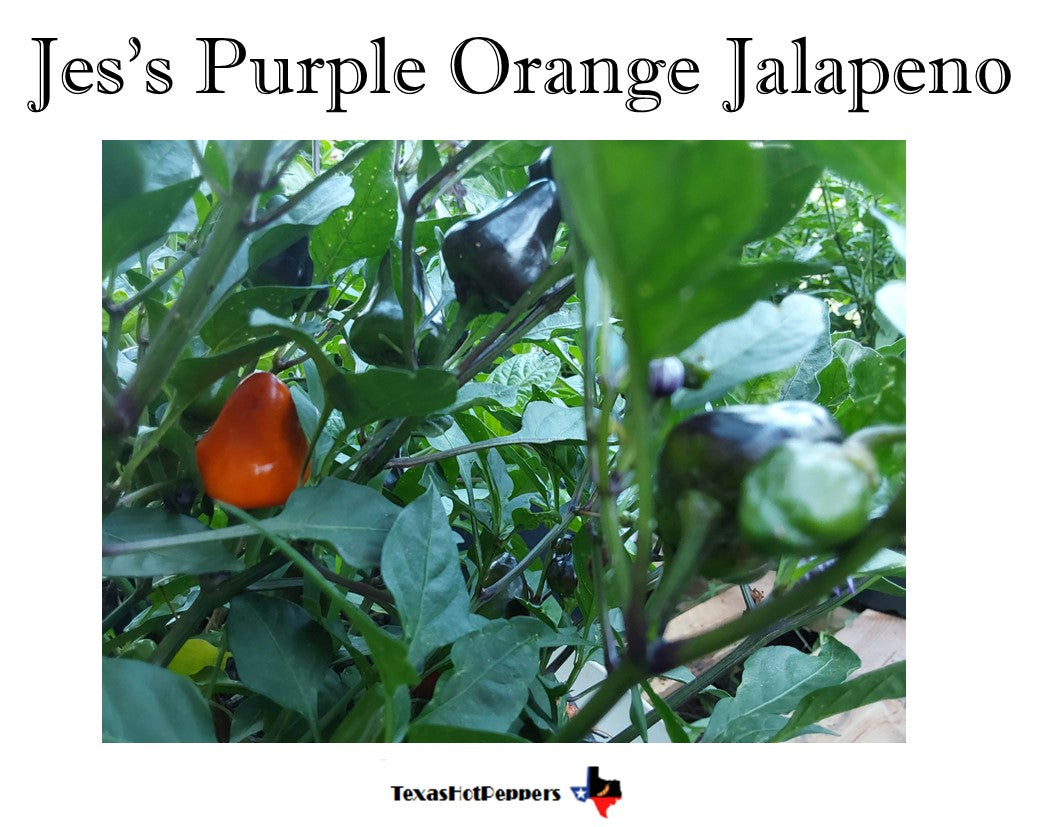 Jes's Purple Orange Jalapeno – Texas Hot Peppers