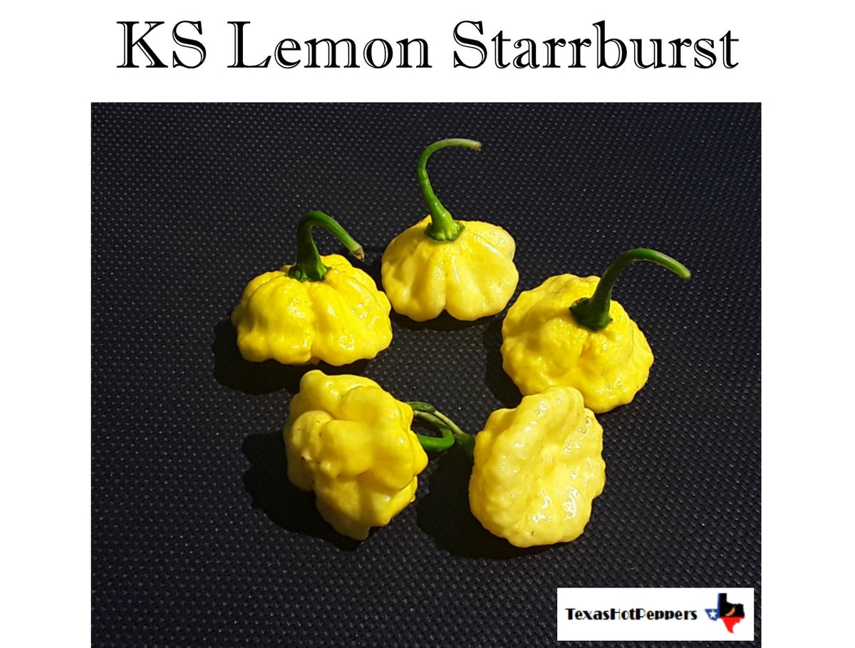 KS Lemon StarrBurst, The Most Beautiful Chili Pepper - La Maison