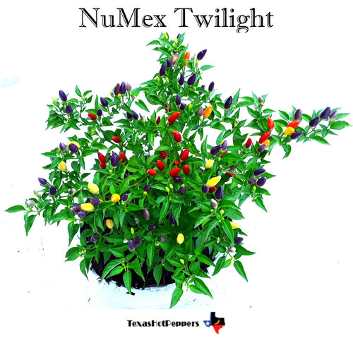 Numex Twilight