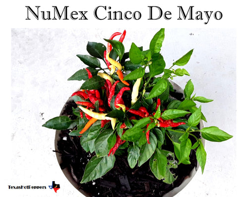 NuMex Cinco De Mayo