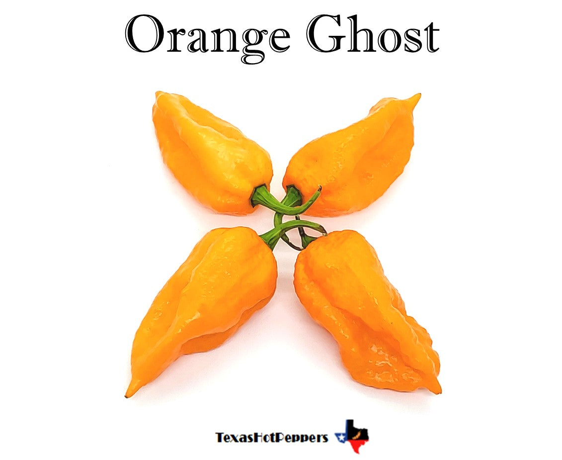 Orange Ghost Texas Hot Peppers