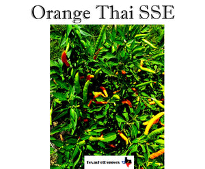 Thai Hot Pepper Seed Collection - 10 Different Varieties